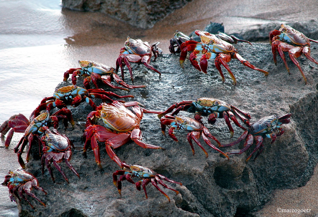 KLIPPENKRABBE GALAPAGOS EQUADOR 